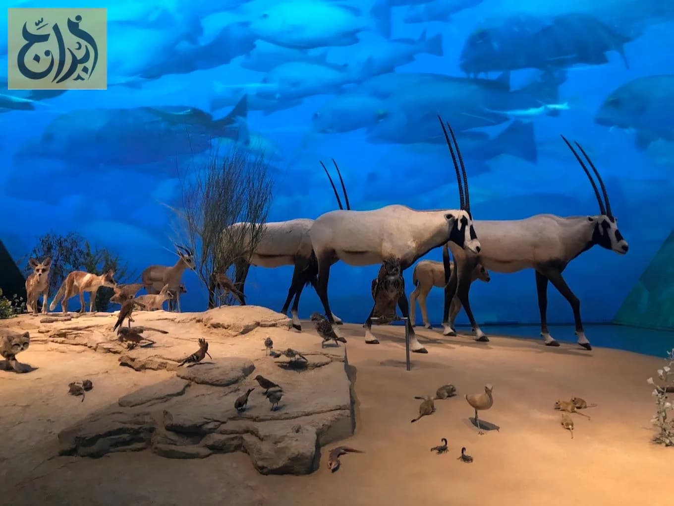 المتحف الوطني القطري 6